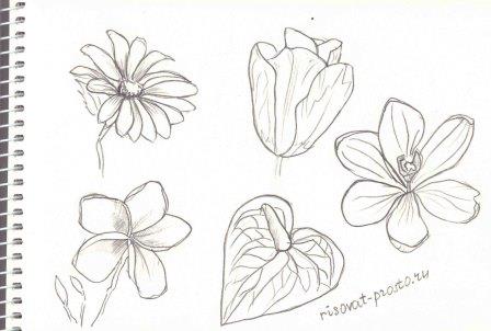 Как нарисовать цветы рисуем цветы для начинающих