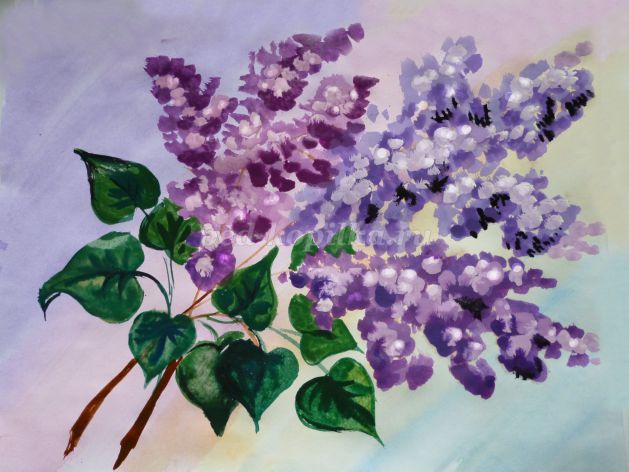 Как нарисовать сирень